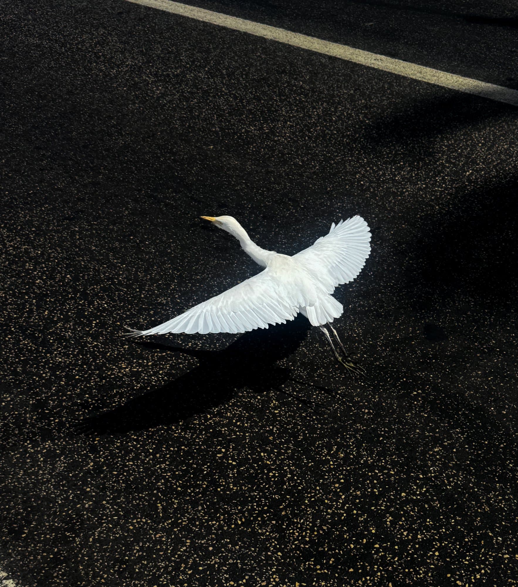 Witte reiger die opvliegt boven donker asfalt